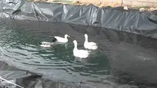 Duck Pond Project / Proyecto estanque de patos