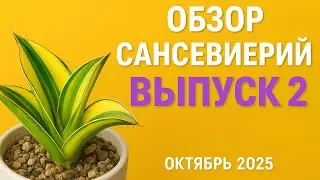 Обзор моей коллекции сансевиерий. Выпуск 2  /октябрь 2025 год/