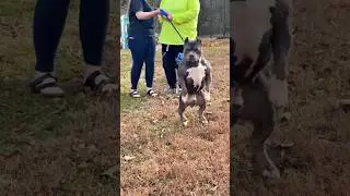 Фенотип старой школы 😈 #americanbullies #americanbully #bullymagazine #viral #views #oldschool #dog