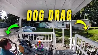 Dog Drags Owner to Greet Another Dog