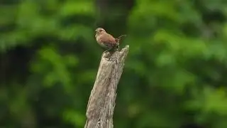 Winter Wren Singing