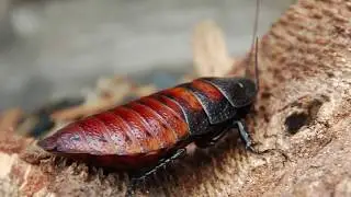 10 Most Intelligent Insects In The World