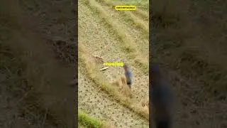 Ancient Terraces of Puno_ Pre-Inca ,, #history #ancient #facts #ytshorts #shorts