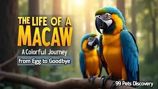 The Life of a Macaw | A Colorful Journey from Egg to Goodbye | 99 Pets Discovery /#pet