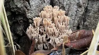 4K Artomyces pyxidatus Mushroom Identification