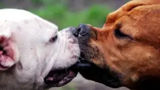 Valentines Day Special Happy kiss day