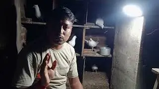 Eye infection and tritment#pigeon #eye problems #medicine#birds 