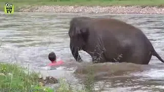 ANIMALS SAVE HUMANS