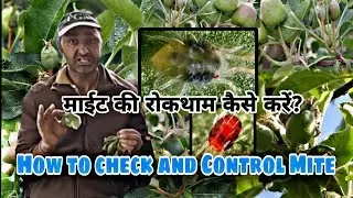 How to control Mite,माईट की रोकथाम कैसे करें? Symptoms of Mite,cause & treatment,apple mite control.
