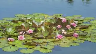 Lotus Flower of Pure Bhakti