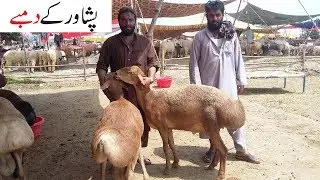 Peshawar Kay Dumbay Lahore Bakra Mandi 2018