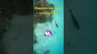 Unbelievable 😮 Unicorn Fish 🐟  #animals #ocean #underwater #nature