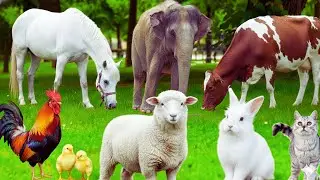 Adorable Animals| Dog, Cat, Rabbit, Horse, Peacock, Cow, Elephant &ndash; Beautiful Farm Animal Sounds