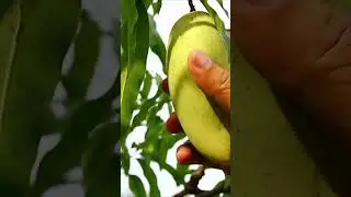 #satisfying #beautiful  MANGO HARVEST 2023#shortsfeed #shorts