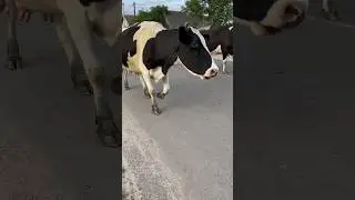 Wild cows run around the village  #cows