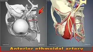 Anterior ethmoidal artery | Arteries of head and neck | 3D Human Anatomy | Organs
