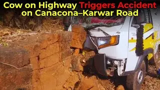 Cow on Highway Triggers Accident on Canacona&ndash;Karwar Road