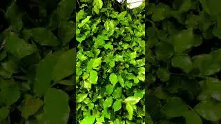 keep growing and branching out