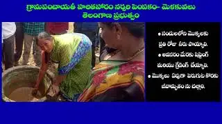 Harithaharam Nursary  Raising in Rural Areas _Telangana _ Concept and Process