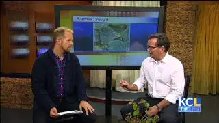 Tips for preventing permanent damage to landscaping during a drought