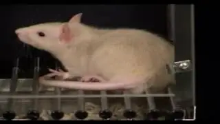 t Habituation of a startle response