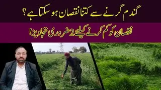 Wheat Lodging: Causes and Solutions | Cyber Agri Extension |