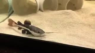 Baby predator fish feeding