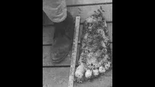 The Bluff Creek Bigfoot Footprint that started it all.  Viewed by roger patterson