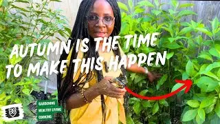Growing Bitterleaf: Taking Cuttings, Pruning and More Useful Tips