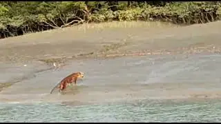 Majestic Swimmer of Sundarban Mangrove Forest - Sundarban Royal Bengal Tiger