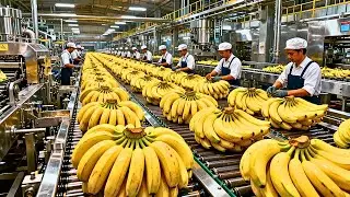 Inside the banana chips factory full process revealed | Future Forge