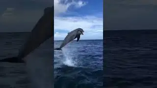 I had a great fun with dolphin in Ocean #dolphinwatching #dolphin #dolphindance
