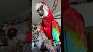 Raa the macaw enjoy his grape fruit | Dutch Macaw