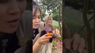 Mom fed baby monkey Lily baked potatoes.🥰