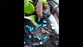 Slug meets maker chomping pellets