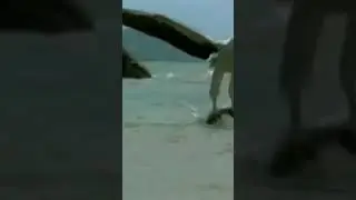 Eagle's big catch of snake from water #shorts