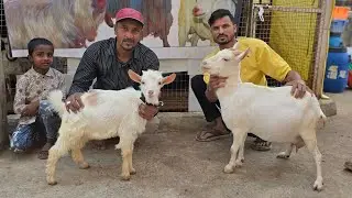 Quality Bantam goats at Ayaan goat farm Aurangabad Maharashtra 