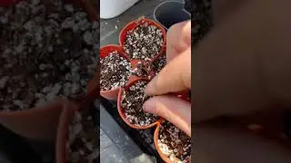 Tomato Seed Starting