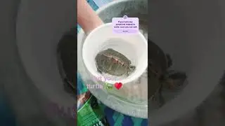 Turtle 🐢 #trending #trending #viral #love #2026 #music #food #fypシ゚ #newvideo #hottrending #toptrend