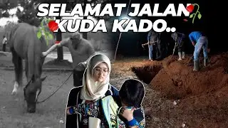 PADAHAL KAMU MAU TANDING, TAPI HARUS PERGI MENINGGALKAN KITA. SELAMAT JALAN KUDA KADO😭😭
