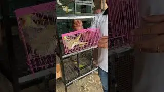 I bought Cockatiel Birds 🤩😍