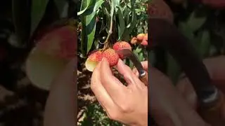 Oddly Satisfying Lychee Fruit ( Fresh Fruit Cutting In My Farm ) How To Cut Fruit In My Farm #shorts