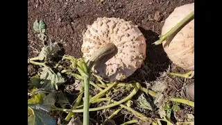 When should I harvest my pumpkins?
