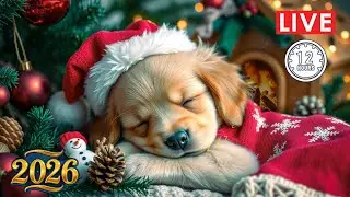 Dog Music Sleep To Support Calm Behavior At Night