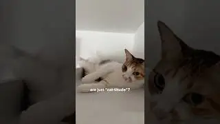 is your cat 