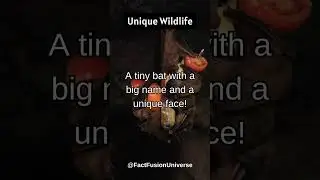 Fijian Monkey-faced Bat: Tonga's Tiny Flyer
