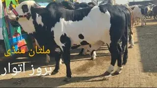 Aaj Multan mandi mein mashallah bahut bada Mal aaya  ki new update