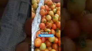 Fresh Tomato Available| Deshi & Hybrid Tomato| Shivpuri Madhya Pradesh | Indore Tomato 🍅#vickyagro
