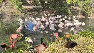 AMAZING FLAMINGOS  SOAKING UP AT THE ZOO | THE DUCKS  MATING SEASON #satisfying #ANIMALS #LIVE