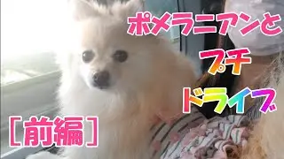 【前編】【ポメラニアン】成犬ひめとプチドライブに、行って来ました。観光地も散歩しました。